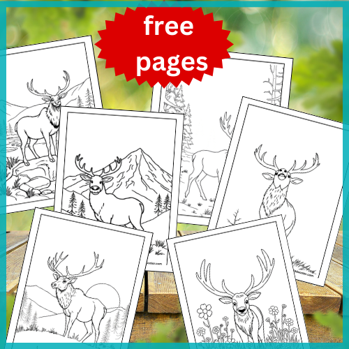 Elk coloring pages