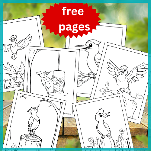 Woodpecker Coloring Pages