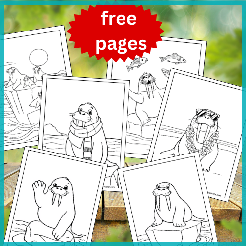 walrus coloring pages